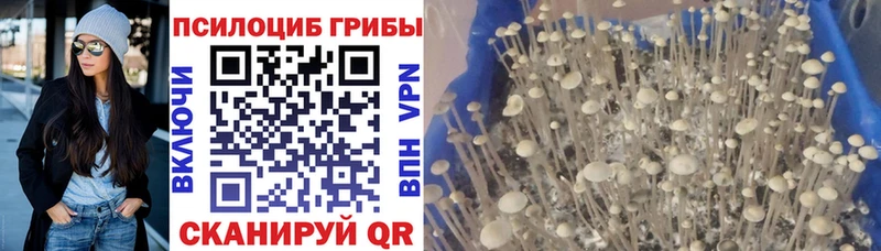 Псилоцибиновые грибы Psilocybine cubensis  Купить  Каменск-Шахтинский 
